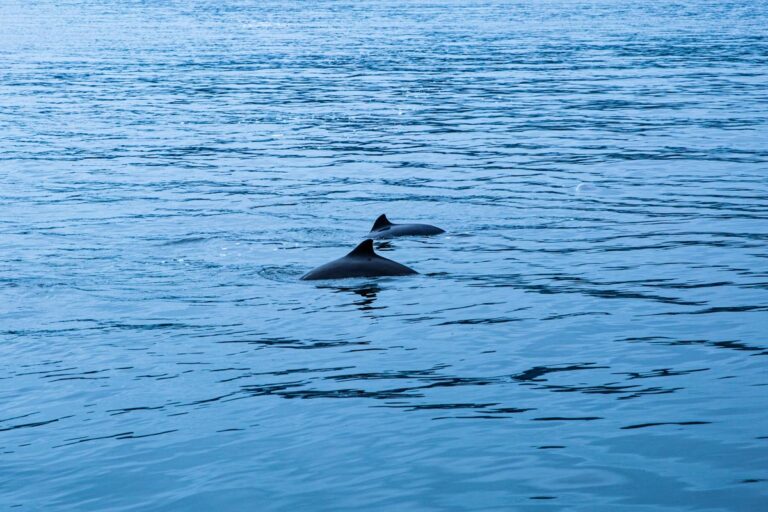 dolphin fins showing on the lake